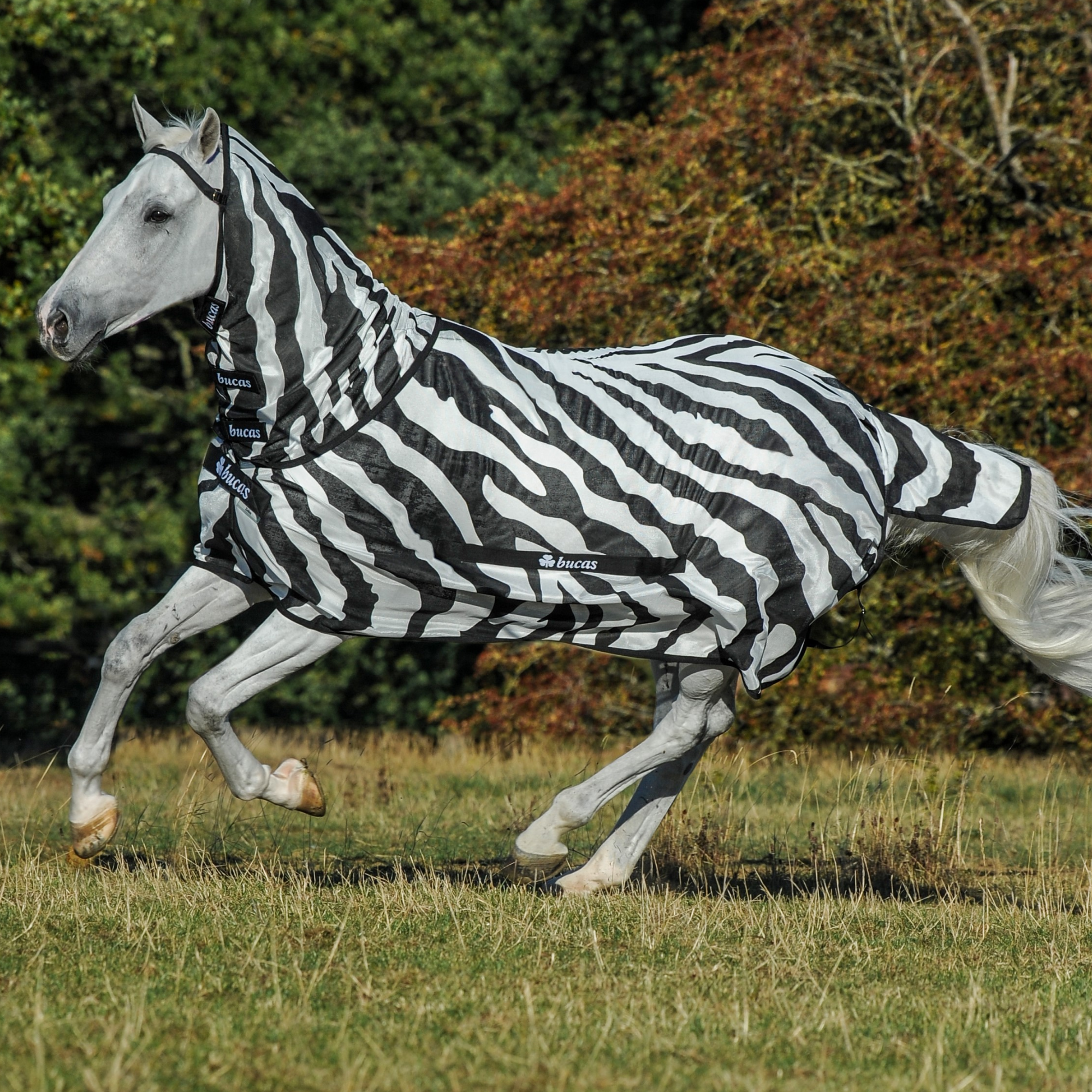 Fliegendecke Buzz-Off Full Neck Zebra
